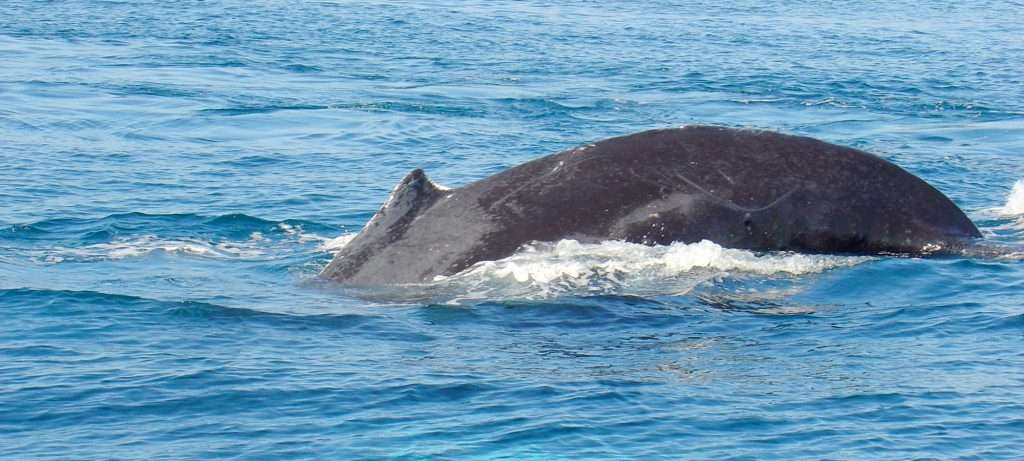 Eco Tours by Pegaso in Vallarta, Mexico.