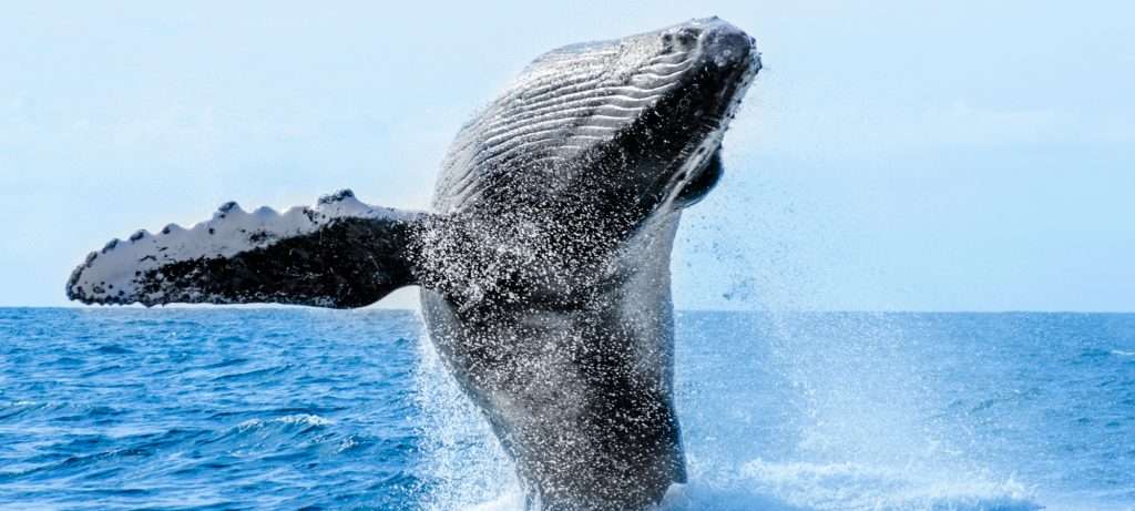 Humpback Whale breaching in Puerto Vallarta.