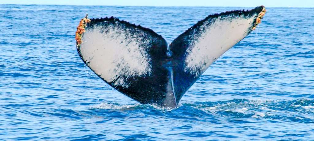 Humpback whale tail in Vallarta, Mexico.