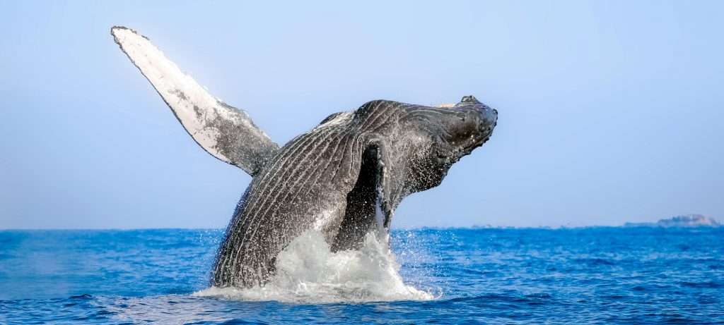 Whale breaching in Puerto Vallarta.