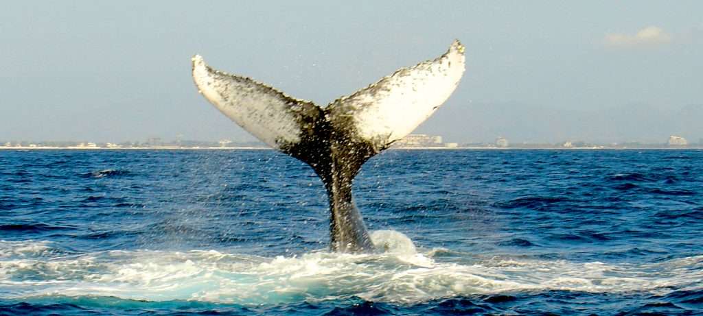 Whale Tail by sailboat in Vallarta, Mexico.