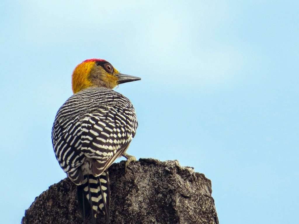 woodpecker in Vallarta, Mexico.