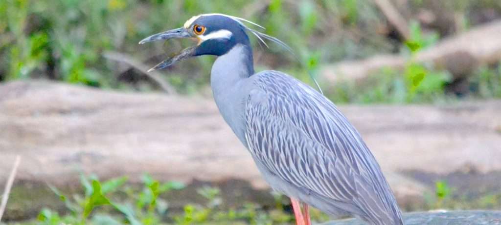 Night Heron in Vallarta, Mexico.