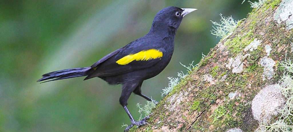 Cacique in Vallarta, Mexico.