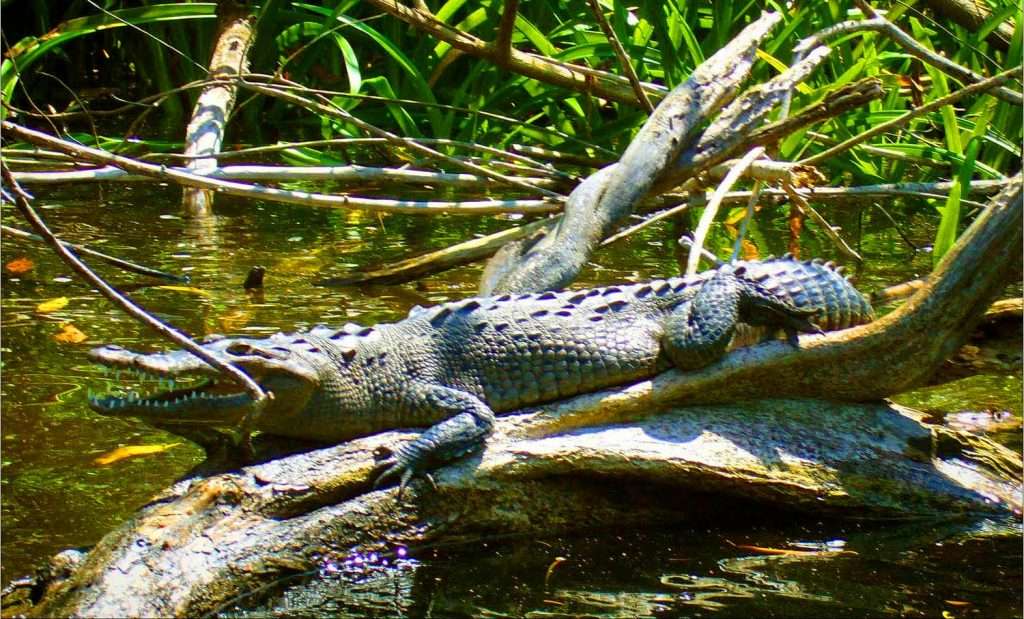 Crocodile in San Blas.