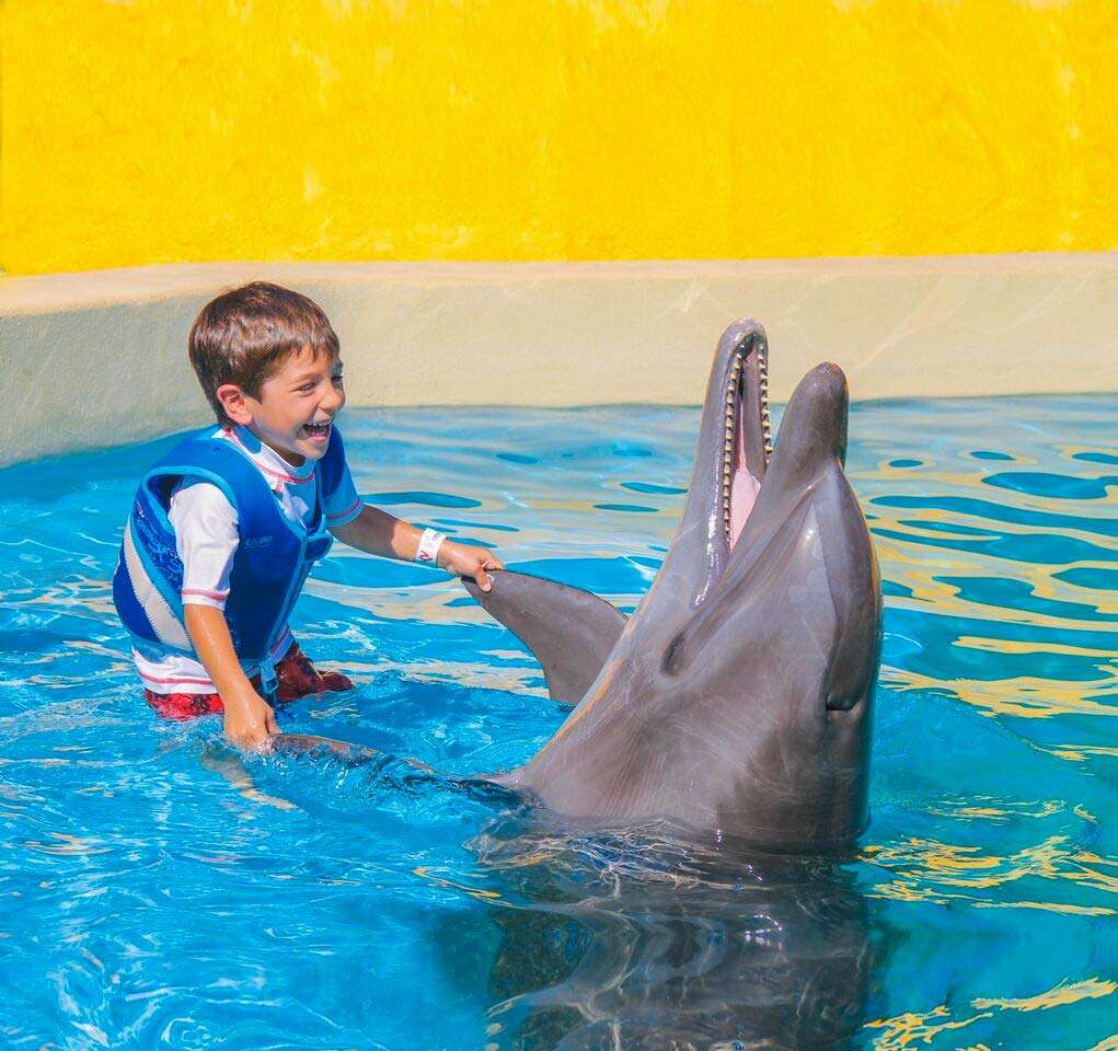 Boy laughing with a dolphin in Vallarta.